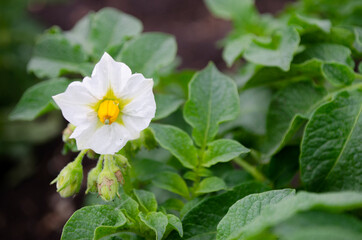 Fototapeta premium flower potato close-up. natural potatoes