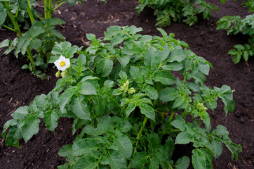 flowering potato bush. growing potatoes
