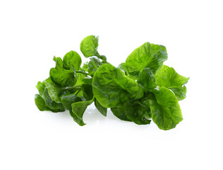 Fresh watercress isolated on white background.
