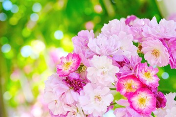 pink and white flowers