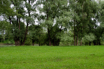 sunny green meadow on the river bank