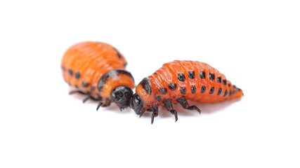 two young Colorado potato beetle larvae close-up on a white isolated background.