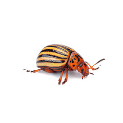 one adult Colorado potato beetle close-up on a white isolated background.