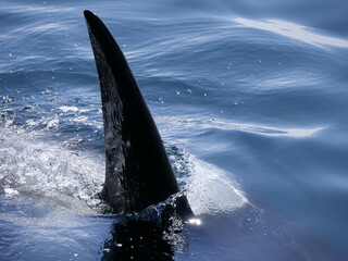 Fototapeta premium Hokkaido,Japan - June 22, 2021: Wild orcas or killer whales in Nemuro strait, Hokkaido, Japan 