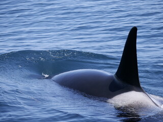 Naklejka premium Hokkaido,Japan - June 22, 2021: Wild orcas or killer whales in Nemuro strait, Hokkaido, Japan 