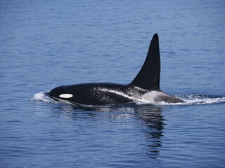 Fototapeta premium Hokkaido,Japan - June 22, 2021: Wild orcas or killer whales in Nemuro strait, Hokkaido, Japan 