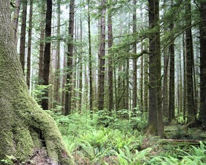 Fototapeta premium Giant Redwoods in the Jedidiah State Park Near Crescent City, California