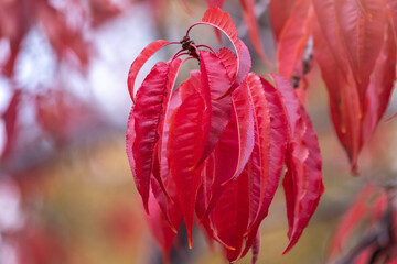 Branches with orange, red and yellow leaves in the autumn park.