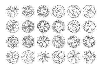 hand drawn top view tree. © ChattPan