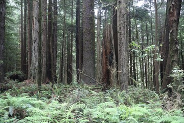 Giant Redwoods in the Jedidiah State Park Near Crescent City, California