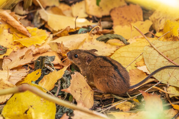 The striped field mouse sits among yellow leaves in autumn forest.