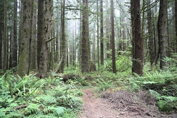 Giant Redwoods in the Jedidiah State Park Near Crescent City, California