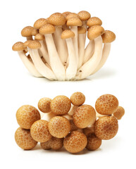 brown beech mushroom on white background 