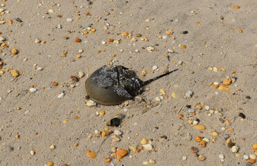 Closeup of a horseshoe crab on the beach at Slaughter Beach, Delaware