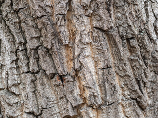 The texture of the bark of an old willow
