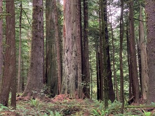 Giant Redwood Trees in Jedidiah State Park