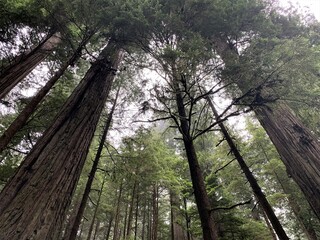 A View of the Giant Redwood Trees in Jedidiah State Park
