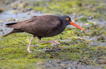 Black Oystercatchers on Beach