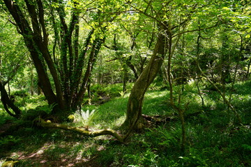 a lively dense forest in springtime