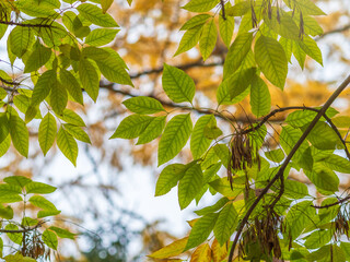 Yellow autumn ash leaves in a forest. Selective focus. Blurred autumn nature background.