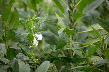 Sesame tanaka, blooming sesame