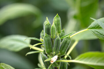 Fruit-bearing sesame