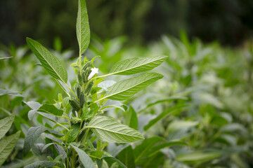 Fruitful Sesame