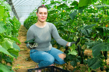 Female farmer puts cucumbers in plastic box for sale in the market