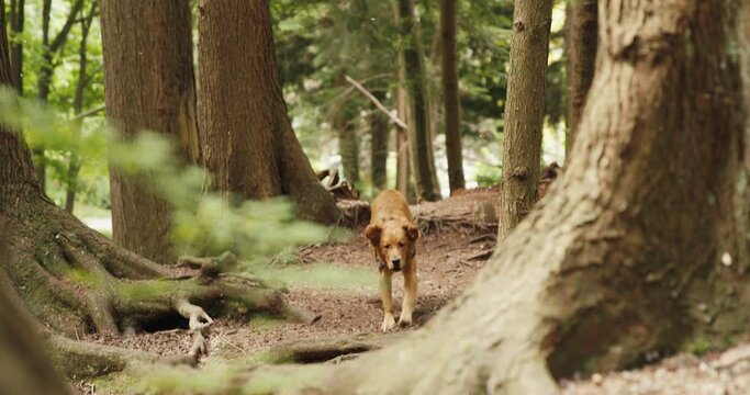 Golden Retriever Puppy slow motion running towards camera through a forest