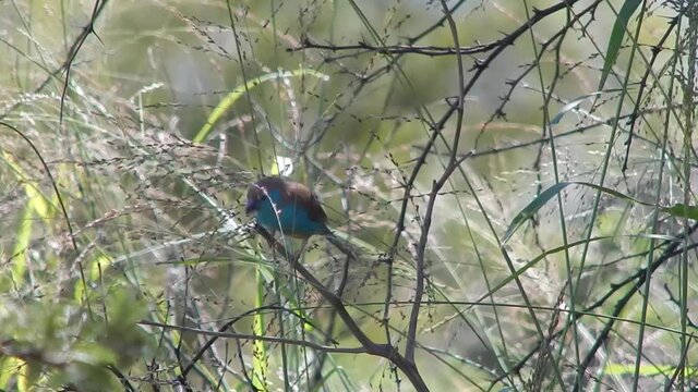 a Blue Waxbill sitting in a tree.