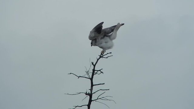 a Black Shouldered Kite sitting on a branch being blown around by the wind.