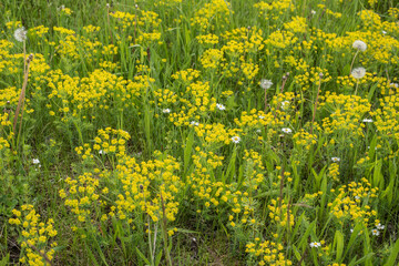 cypress spurges with petal-like yellow bracts in springtime