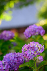 hydrangea in a japanese temple