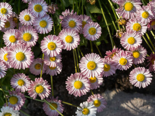 Pink English daisies, Bellis perennis, beautiful border flowers, blooming in June, too view © Marjatta
