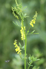 Fototapeta premium Yellow sweet clover in bloom closeup view with selective focus