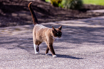 Domestic short-haired cat of brown color with white chest and paws walk on a street on a sunny day