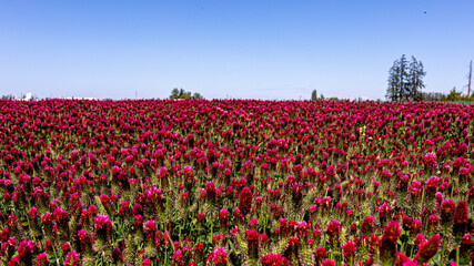 Large clover field in Oregon