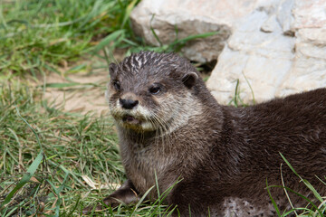 Asian small-clawed otter (Amblonyx cinerea) resting and sitting up alert with rocks and green grass in the background