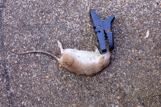 Dead rat caught by a mousetrap on concrete