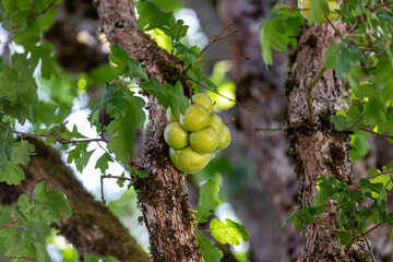 Up close photo of Oak Apple