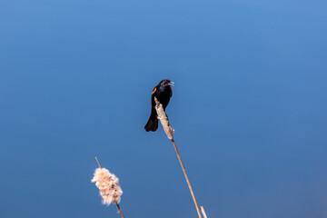The red-winged blackbird sitting on a stem of Typha against a blue background