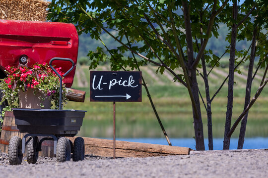 Black "U-Pick" sign with a pointing arrow next to a wheel cart with a lake in the background