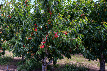 Small cherry trees with ripe cherries on them. Cherry orchard in Northern Oregon