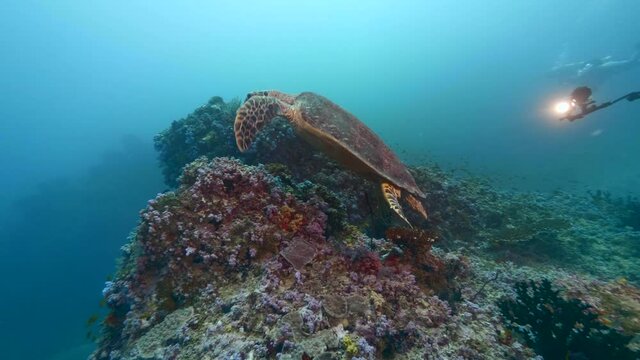 A green turtle feeding soft corals underwater in Maldivian reef, scubadivers diving with marine animal making photos