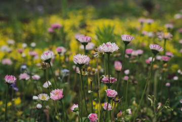 Flower meadow with pink daisies in the garden