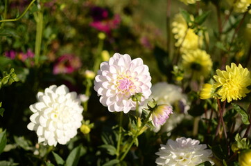Obraz na płótnie Canvas Pink and white dahlia. Photo taken using a tripod.