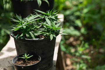 Closeup marijuana plant with sunlight. Cannabis cultivation plots. Herbal alternative medicine, cbd oil concept.