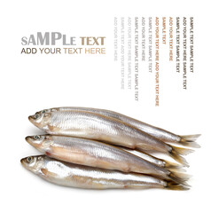 fresh fish on white background.