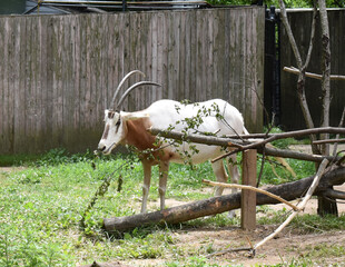 scimitar-horned oryx antelope (extinct in the wild) at the National Zoo, Washington, DC