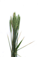 Green wheat plants with seeds isolated on white background. Triticum aestivum